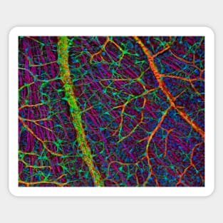 Retina blood vessels and nerve cells (C009/5825) Sticker